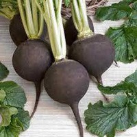 ترب سیاه چه فوایدی دارد ؟