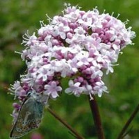 سنبل الطیب مسکن سردردهای میگرنی