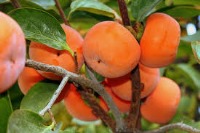 تقویت معده و روده با مصرف خرمالوی نارس