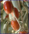 سنجد جایگزینی برای آنتی‌بیوتیک‌ها