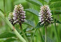 این گیاه به داد معده شما می‌رسد