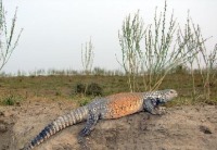 اجرای تکنیک رمزنگاری "DNA" بر روی خزندگان در کشور