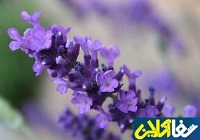 آشنایی با گیاهی داروی آرامبخش