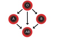 خصـوصیات گروه‌های خـونی را بیشتـر بشناسیـد