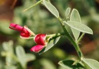 خواص عرق خارشتر چیست؟