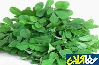 مصرف شنبلیله برای کدام افراد ممنوع می‌باشد؟!