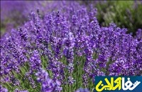 نسخه ای گیاهی برای کاهش التهابات روحی و روانی