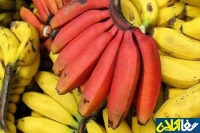 با فواید موز قرمز آشنا شوید