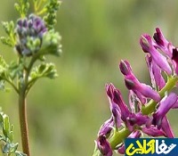 خواص شاتره چیست؟