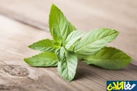 آشنایی با فواید درمانی "نعنا"