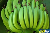 خواص جالب موز سبز