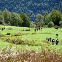 پیاده‌روی درجنگل فشار خون را کاهش می‌دهد