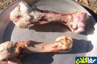 آشنایی با خواص جادویی آب قلم گاو و گوسفند