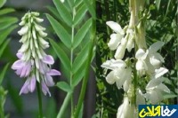 گیاه دارویی گالگا معجزه ای برای کاهش قند خون