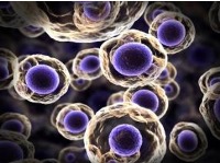 دومین مدرسه تابستانی سلول‌های بنیادی در علوم‌پزشکی شهید بهشتی