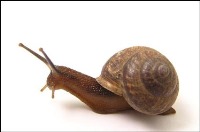 کلاه ایمنی با  الهام از پوست حلزون!