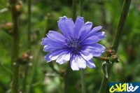 خواص دارویی گیاه کاسنی