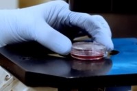 تصویرسازی سه‌بعدی ساختار DNA در سلول زنده