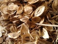 با خواص گیاه گلپر در طب سنتی آشنا شوید