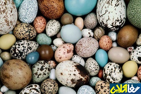 ارزش غذایی نهفته در تخم پرندگان مختلف