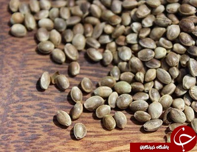 خواص لاغری شاهدانه