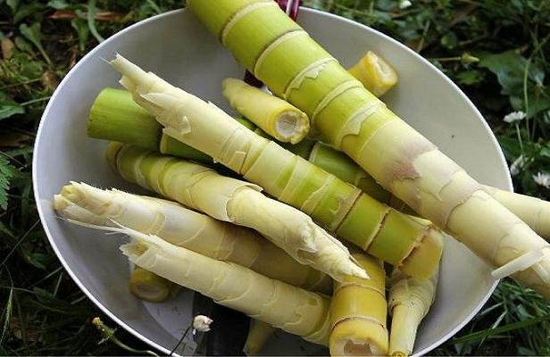 ساقه بامبو به پیشگیری از چاقی کمک می‌کند