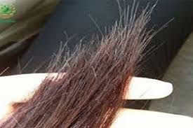 چگونه برای همیشه از شر مو خوره خلاص شویم؟