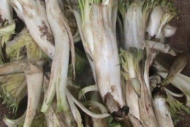 آشنایی با کنگر