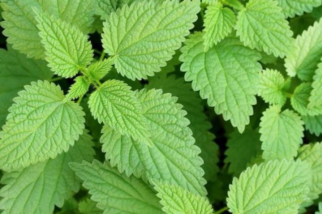 معجزه گیاه گزنه در درمان پوکی استخوان