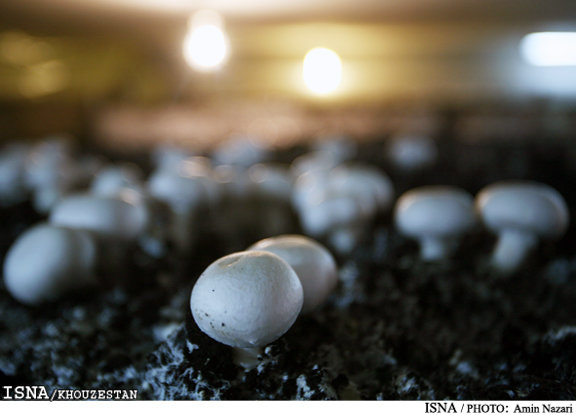 ماده غذایی که چربی‌تان را پایین می‌آورد