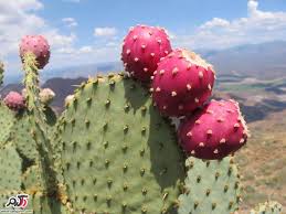 کاکتوس خوراکی و فواید آن در سلامت بدن