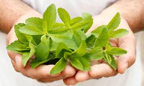 محصولی که شیرینی بخش زندگی می‌شود