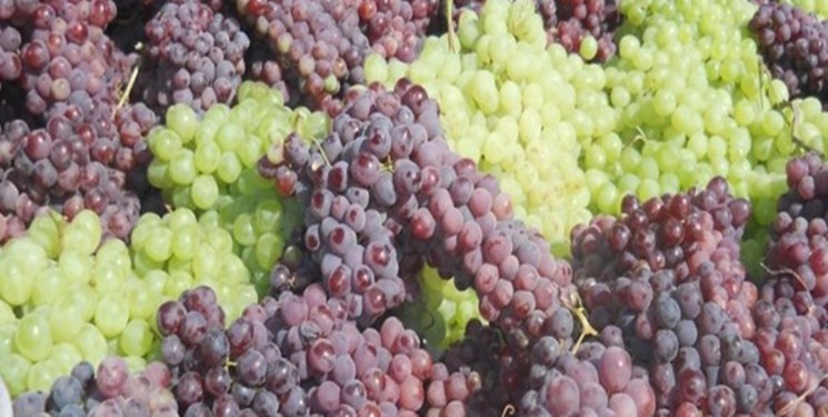 انگور خطر ابتلا به سرطان‌های گوارشی را کاهش می‌دهد