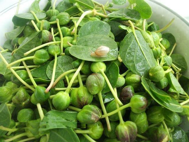 خواص ضدسرطانی گیاهی فراوان ولی ناشناخته