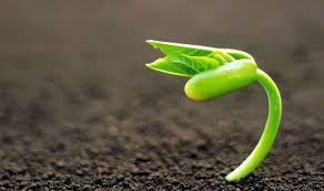 مصرف این جوانه مفید را جایگزین گوشت کنید