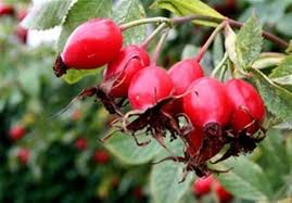 میوه ای شگفت انگیز برای دفع سنگ کلیه و کیسه صفرا