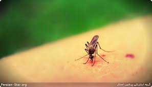 پیشگیری از نیش حشرات در تابستان