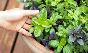 آشنایی با گیاهان کاهده فشارخون