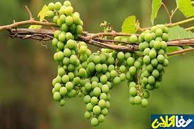 شربتی خوش طعم که کبدتان را پاکسازی می‌کند