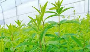 گیاهی برای پیشگیری از بیماری‌های قلبی و عروقی