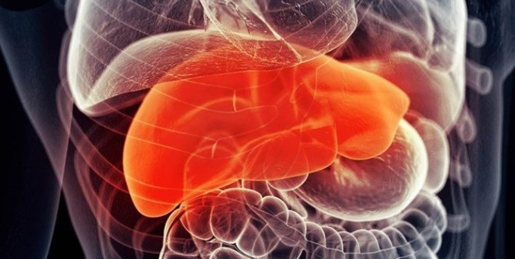 کشف سلولی که نیاز به پیوند کبد را برطرف می‌کند