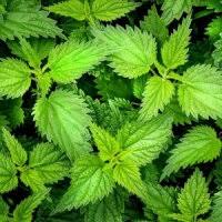 مراقبت از موها با گزنه