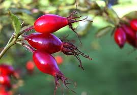 میوه‌ای که 20 برابر لیمو ویتامین سی دارد