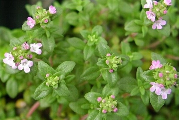 مصرف آویشن برای چه کسانی مفید و برای چه کسانی مضر است؟