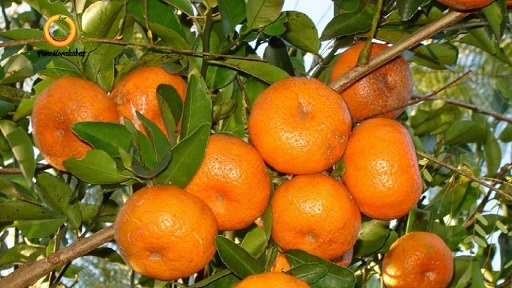 فواید بی‌نظیر نارنگی برای دیابتی‌ها