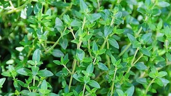 فواید سحرآمیز آویشن برای درمان انواع بیماری‌