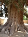 سرو زربین سنگان خاش 3206 ساله شد + عکس