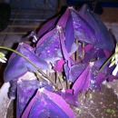 دوربین شما - گل بنفش زیبا