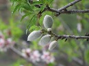 معمای کاشت درخت