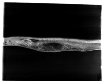 تصاویری از مراحل گوارش یک تمساح در شکم مار